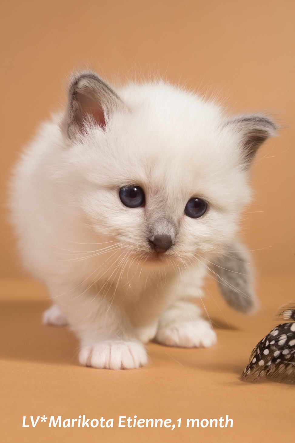 Котята совсем. Бирманский маленький котенок. Белый маленький бирманский котенок. Котик бирманский малы. Фото маленькие бирманские котятки.